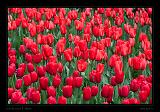 Keukenhof Hollandia 041
